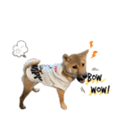 芝犬・武蔵のスタンプ（個別スタンプ：23）