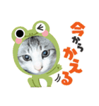 はるくんの連絡（個別スタンプ：11）