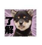 こうめパート2（個別スタンプ：1）