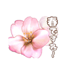 長く動き回る可愛い桜のお花（個別スタンプ：1）