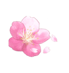 長く動き回る可愛い桜のお花（個別スタンプ：4）