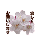 長く動き回る可愛い桜のお花（個別スタンプ：12）