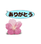 長く動き回る可愛い桜のお花（個別スタンプ：15）