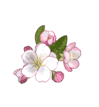 長く動き回る可愛い桜のお花（個別スタンプ：18）