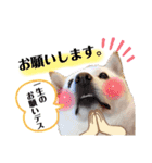 あずき♀（個別スタンプ：3）
