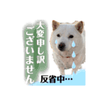 あずき♀（個別スタンプ：4）