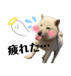 あずき♀（個別スタンプ：9）