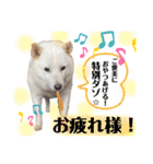 あずき♀（個別スタンプ：11）