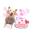 あずき♀（個別スタンプ：12）