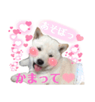 あずき♀（個別スタンプ：14）