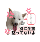 あずき♀（個別スタンプ：16）