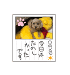 トイプードル0510（個別スタンプ：2）