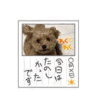 トイプードル0510（個別スタンプ：3）