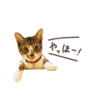 猫のしぐれのスタンプ（個別スタンプ：1）