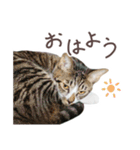 猫のしぐれのスタンプ（個別スタンプ：2）