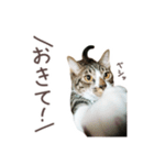 猫のしぐれのスタンプ（個別スタンプ：3）