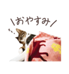 猫のしぐれのスタンプ（個別スタンプ：4）