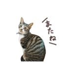 猫のしぐれのスタンプ（個別スタンプ：5）