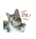 猫のしぐれのスタンプ（個別スタンプ：6）