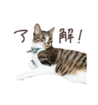 猫のしぐれのスタンプ（個別スタンプ：7）