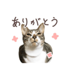 猫のしぐれのスタンプ（個別スタンプ：9）