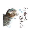 猫のしぐれのスタンプ（個別スタンプ：10）