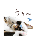 猫のしぐれのスタンプ（個別スタンプ：11）
