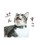 猫のしぐれのスタンプ（個別スタンプ：12）