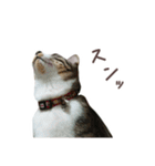 猫のしぐれのスタンプ（個別スタンプ：13）