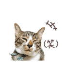猫のしぐれのスタンプ（個別スタンプ：14）