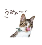 猫のしぐれのスタンプ（個別スタンプ：16）