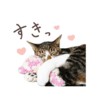 猫のしぐれのスタンプ（個別スタンプ：17）