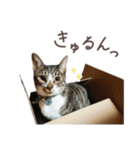 猫のしぐれのスタンプ（個別スタンプ：18）