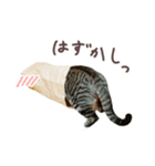 猫のしぐれのスタンプ（個別スタンプ：19）