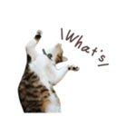 猫のしぐれのスタンプ（個別スタンプ：21）