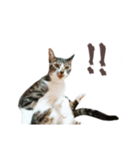猫のしぐれのスタンプ（個別スタンプ：22）