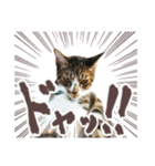 猫のしぐれのスタンプ（個別スタンプ：23）