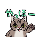 反応する猫（個別スタンプ：1）