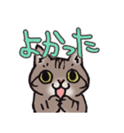 反応する猫（個別スタンプ：5）