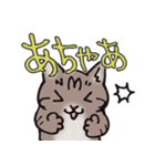 反応する猫（個別スタンプ：20）