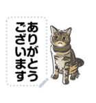 猫様いっぱい 〜スーパー猫の日〜（個別スタンプ：21）