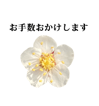 梅の花 と 敬語（個別スタンプ：2）