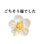 梅の花 と 敬語（個別スタンプ：5）