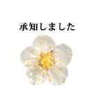 梅の花 と 敬語（個別スタンプ：9）