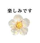 梅の花 と 敬語（個別スタンプ：11）