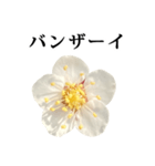 梅の花 と 敬語（個別スタンプ：19）