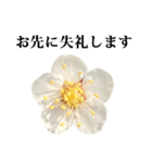 梅の花 と 敬語（個別スタンプ：28）