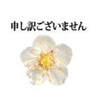 梅の花 と 敬語（個別スタンプ：39）