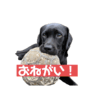 ellie ＆ roy（個別スタンプ：1）