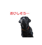ellie ＆ roy（個別スタンプ：4）
